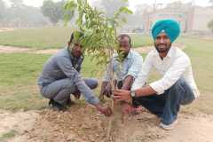 Tree Plantation